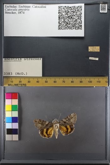 Media type: image;   Entomology 749414